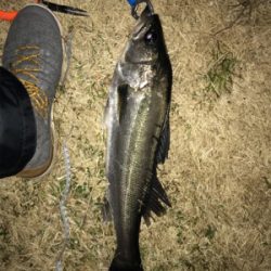 バイブレーションでシーバス