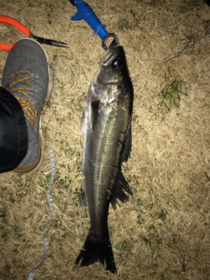 バイブレーションでシーバス