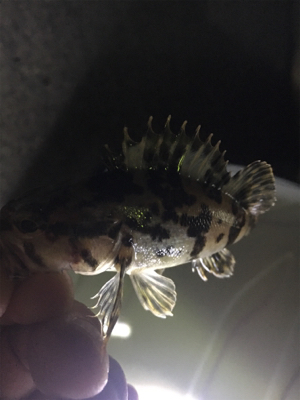 やっと今年初フィッシュ