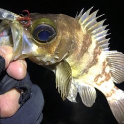 干潮時のサーフメバリング