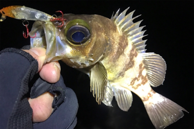 干潮時のサーフメバリング