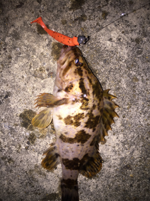 海中に生命反応無し…