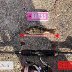 福良デイメバル