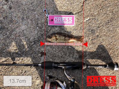 福良デイメバル