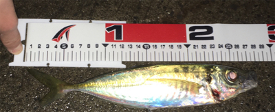 サビキ勢つよスギィ！