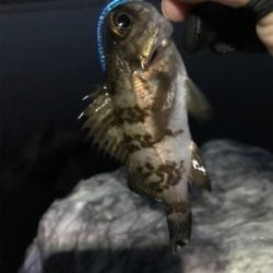 安定のメバリング