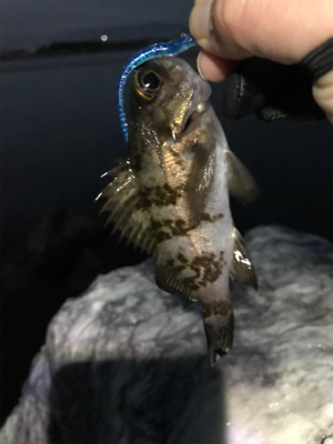 安定のメバリング