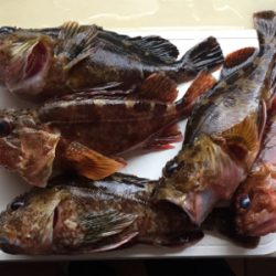 ガシラ釣り〜。