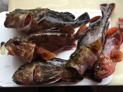 ガシラ釣り〜。