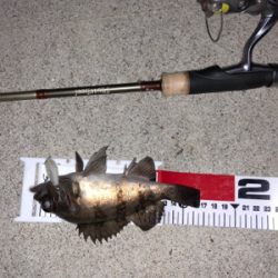 プラグで初メバル！