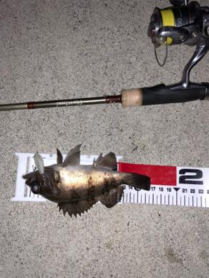 プラグで初メバル！