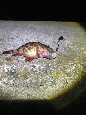 メバリング撃沈