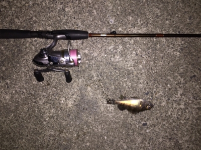 寒波のせいか？