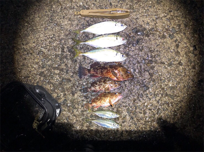 デッカいガシラにデカアジ