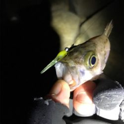 爆風メバリング