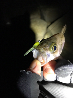 爆風メバリング