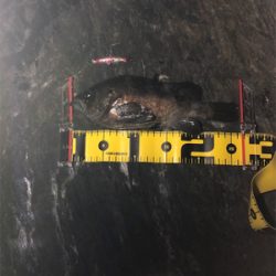 やっぱりシブい