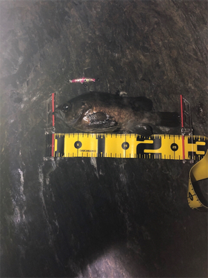 やっぱりシブい