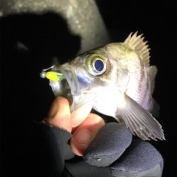 2日連チャンメバリング