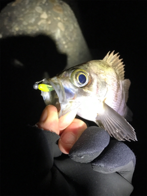 2日連チャンメバリング