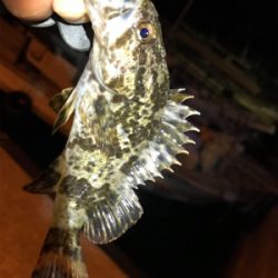 タケノコメバル