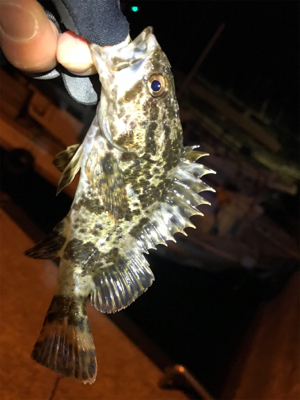 タケノコメバル