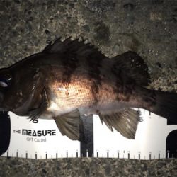 新作自作プラグでのメバリング