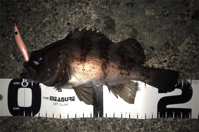 新作自作プラグでのメバリング