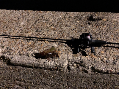 ベイトフィネス