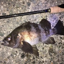 明石周辺メバリング