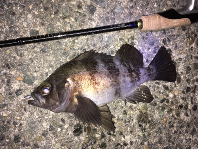 明石周辺メバリング