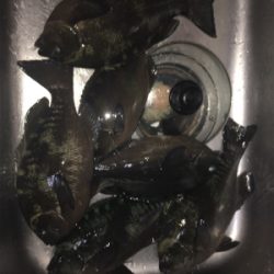 グレ浮きフカセ釣