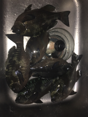 グレ浮きフカセ釣