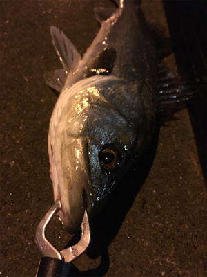 アメニモマケズ