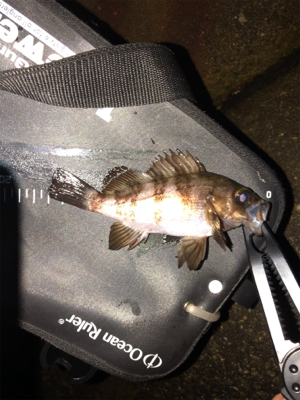 霧の中メバリング