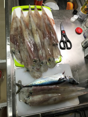 横須賀長井の光三丸からヤリイカ船