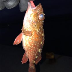 チビガッシーでボウズ逃がれ