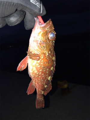 チビガッシーでボウズ逃がれ