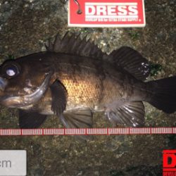 メバルはアフターの回復してるか?