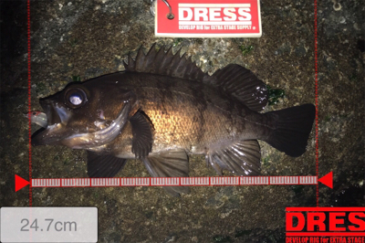 メバルはアフターの回復してるか?