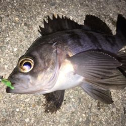 明石メバリング