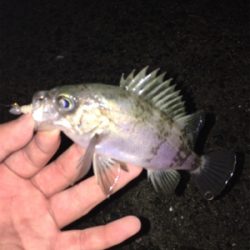 寒すぎやしませんかね…