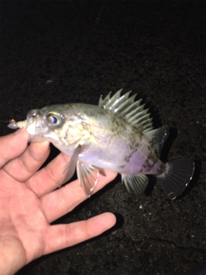 寒すぎやしませんかね…