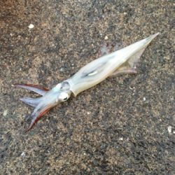 ヤリイカ釣行