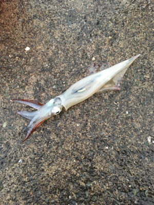 ヤリイカ釣行