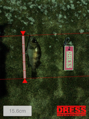 雪の中のメバリング