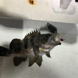 メバル  夜釣り  釣人家