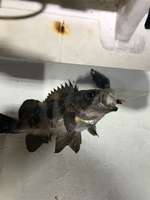 メバル  夜釣り  釣人家