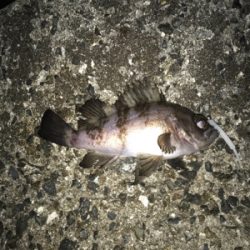 釣れてよかった