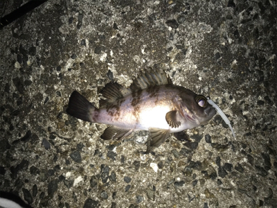 釣れてよかった